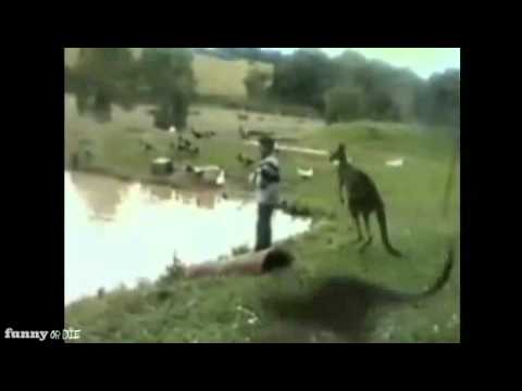 Funny animal videos - Kicked into a Lake by a Kangaroo