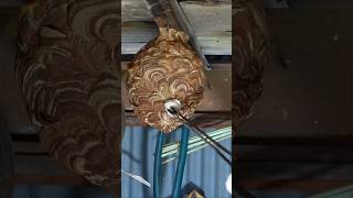 A unique way to remove wasp🐝nest from home #shorts