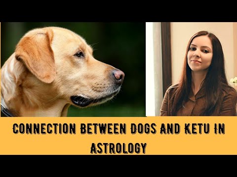 Connection Between Dogs And Ketu in Astrology! #ketu #astrology