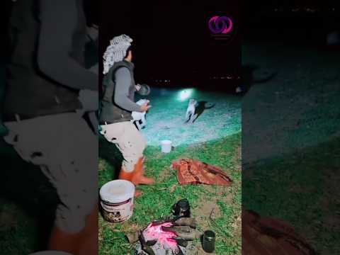 لن تصدق ماذا فعل هذا الراعي عندما هاجمت الذئاب القطيع -شاهد للنهاية #shorts