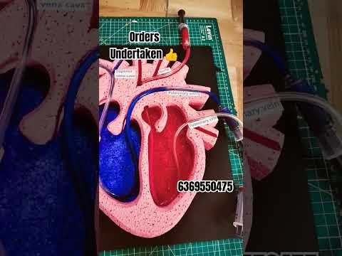 Human heart 3D model school project work 6369550475