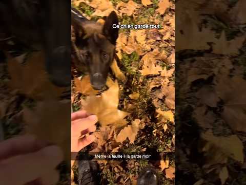 Il garde tout Adès 🤣 #Ades #malinois #ninolemalou