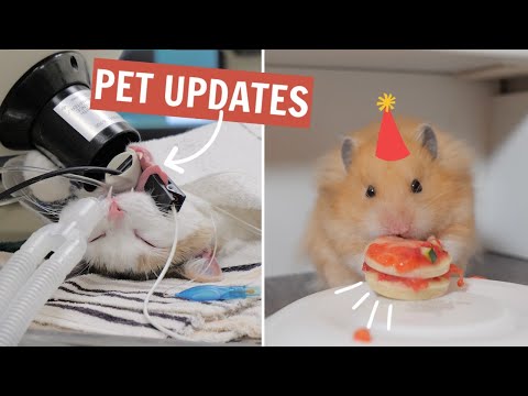 MY VET LET ME WATCH? + Dippers 1st birthday! | Updates