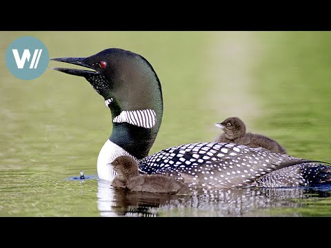 Eistaucher - Die Stimme der Wildnis | Tiere vor der Kamera (2000) | Folge 36/57