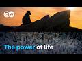 The story of our planet, retold | DW Documentary DEFAULT Thumbnail
