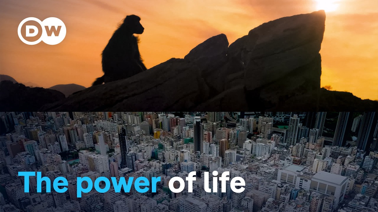 The story of our planet, retold | DW Documentary