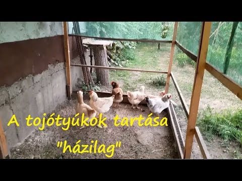 csirkék aszcariasis kezelése