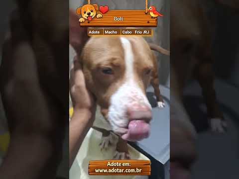 Vídeo de Bolt