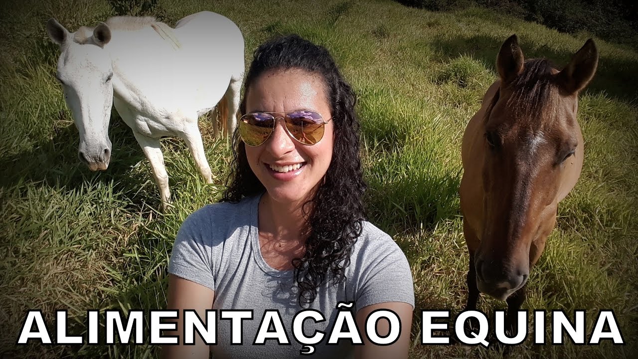 Como alimentar cavalo com silagem