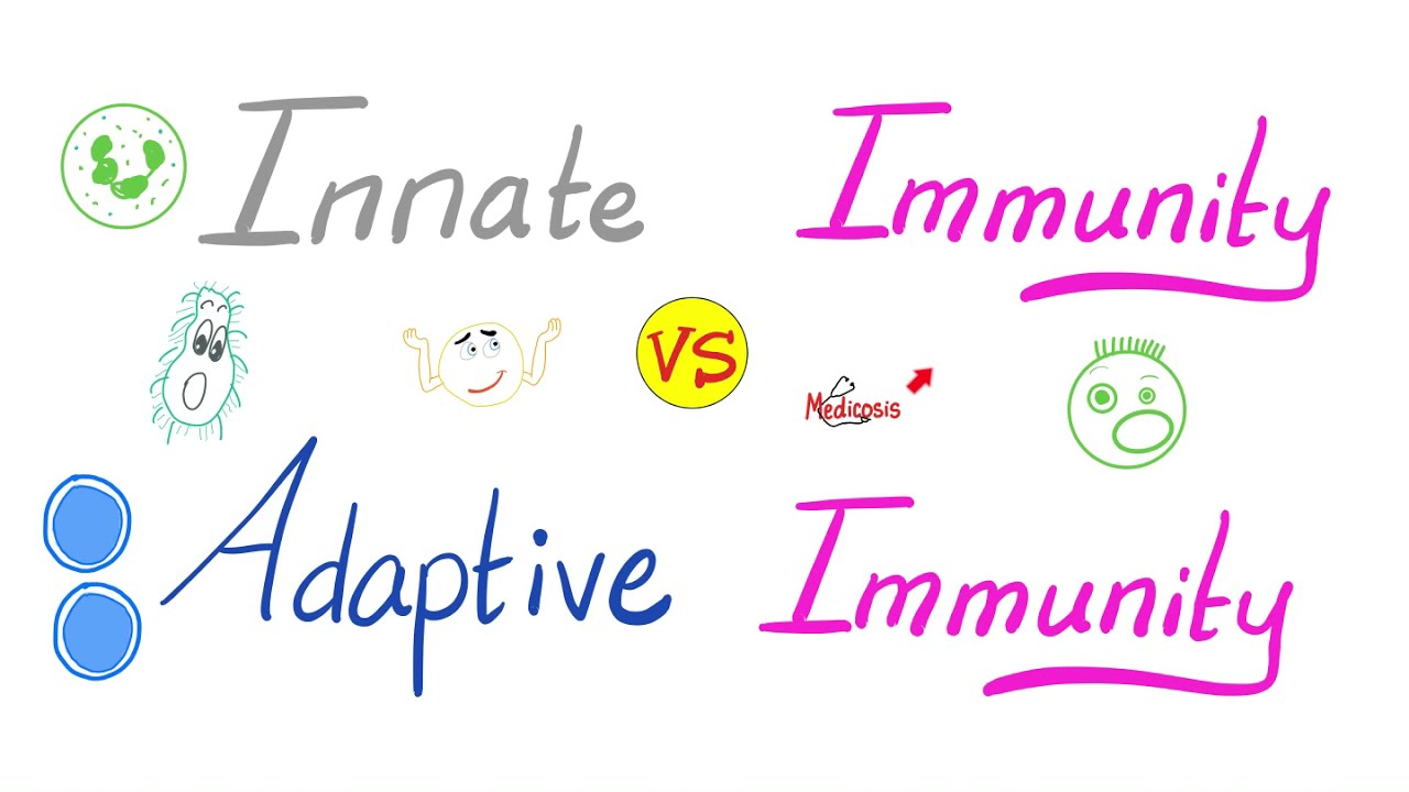 Innate Immunity vs Adaptive Immunity | Complement System | Physiology Lectures Series