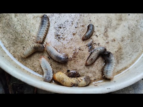 カブトムシとコガネムシの幼虫の見分け方は？両者の 5 つの違い + 写真とビデオ  庭園