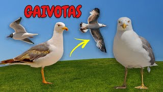 Som dos Animais. Som de Gaivotas