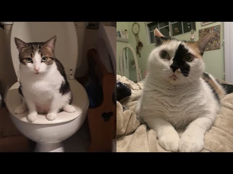 Laugh Uncontrollably! Best Funny Cat Videos 2024