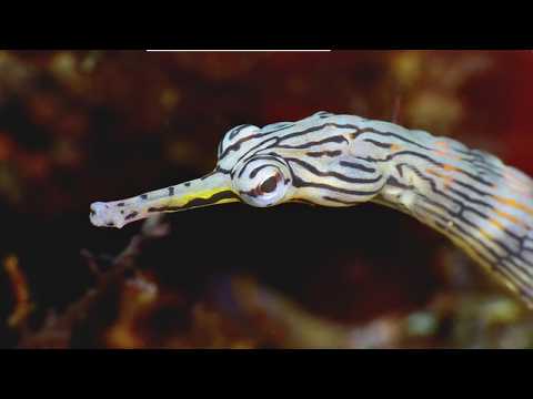 Fiji – Beautiful Walls, Soft Corals and Critters 9A - scuba diving video