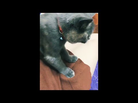 Кошачий танец