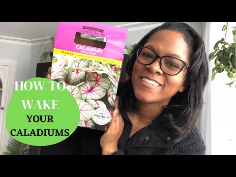 YouTube video about: When to plant caladium bulbs in north texas?