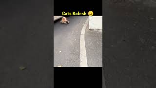 Download lagu #cats kaiesh 😂😂 mp3 Download lagu #cats kaiesh 😂😂 mp3