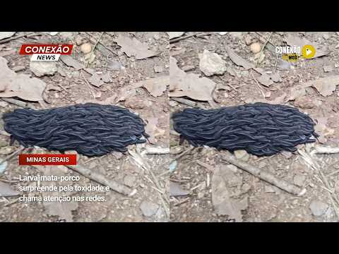 Vídeo: Larva-mata-porco surpreende pela toxidade e chama atenção nas redes.