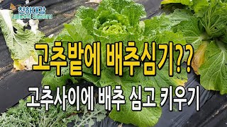 고추밭에 배추심기 / 고추사이에 배추 심고 같이 재배 키우는 방법