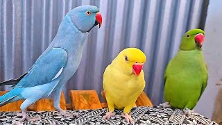 Amazing Talking Parrot