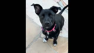 Video preview image #1 Labrador Retriever-Miniature Pinscher Mix Puppy For Sale in Corona, CA, USA