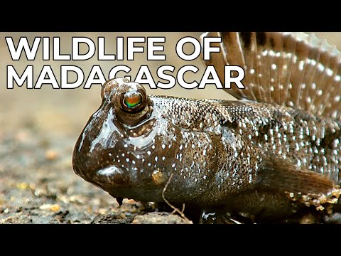The Wildlife of Madagascar