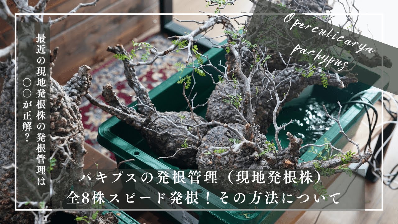 パキプスの発根管理（現地発根株）｜全8株スピード発根！その方法について