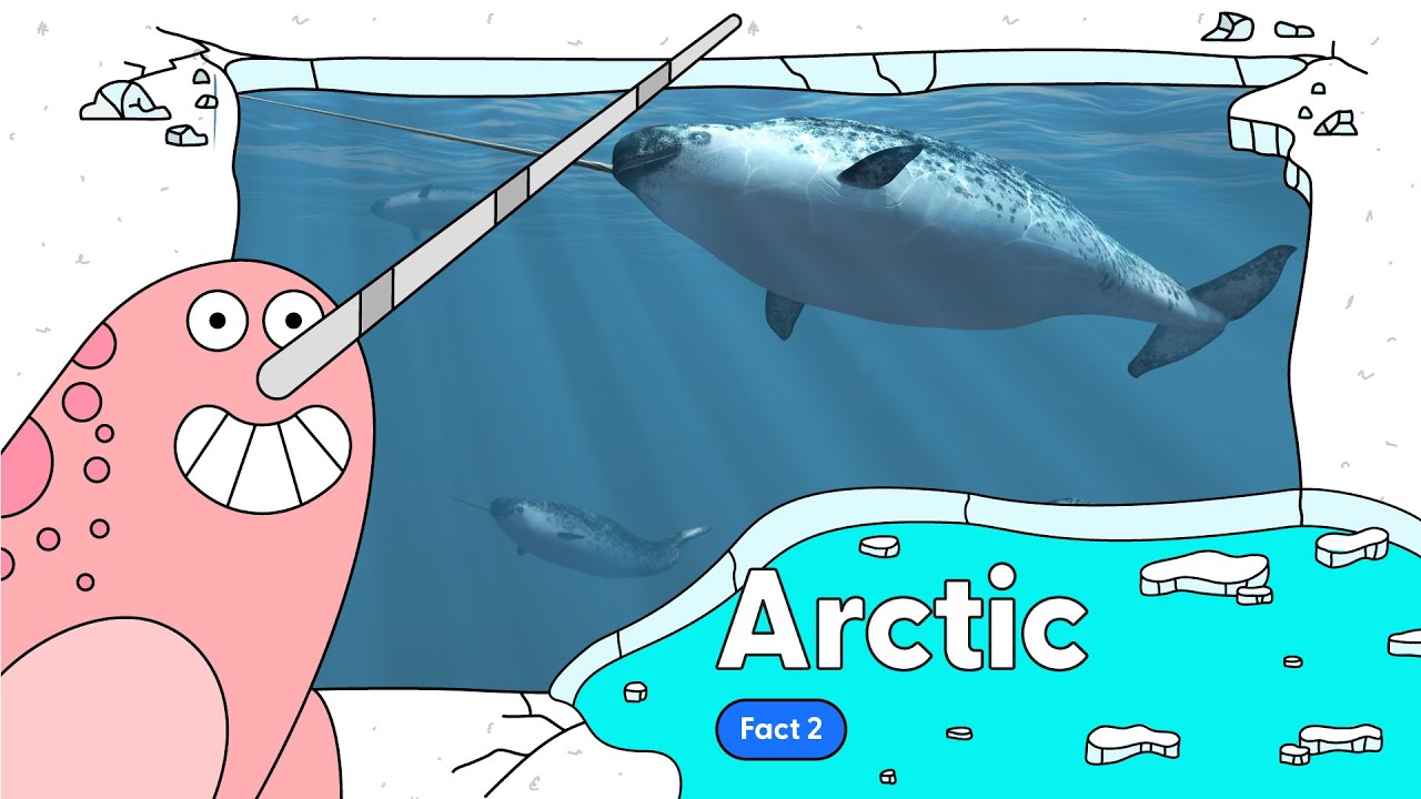 Arctic Fact 2