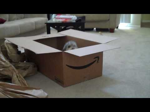 cats could jump out easy.