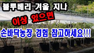 블루베리 겨울 지나 이상 있으면 손바닥농장 경험 참고하세요 (블루베리 재배, 불루베리 월동 방법, 블루베리 …