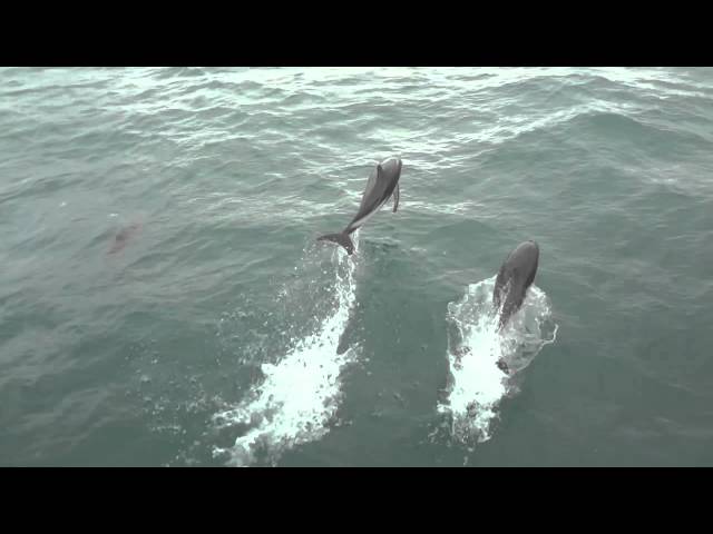 Swimming with wild dolphins