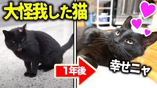 【感動】大怪我した猫を保護したら、幸せになった話　《総集編》
