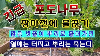 [텃밭농부 1,567]  "긴급" 장마철 포도나무에 물 끊기. 뿌리에 빗물 많이 들어 가면 열매는 터지고 뿌…