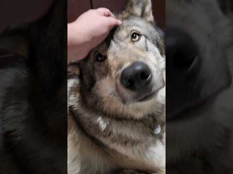 Les loups aiment-ils les câlins ?