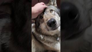 Les loups aiment-ils les câlins ?