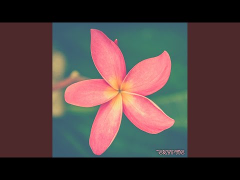 Petal (Original Mix)