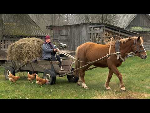 Country Life With Horse Cart | Farm Chores, Animals & Traditional Cooking