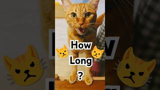 2026/5/25_86 貪吃SV #橘ひなの #橘貓 #橘猫 #貓咪日常 #cat #cute #貓貓日常 #貓貓 #可愛い猫 #貓咪