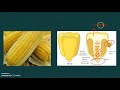Corn Dry Milling And Wet Milling