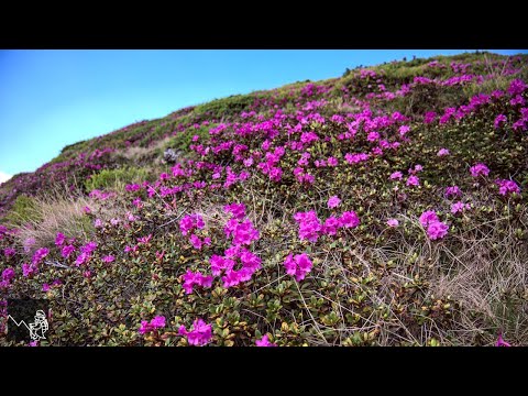 La rhododendron (bujor de munte) în Munții Rodnei (Cascada Cailor)