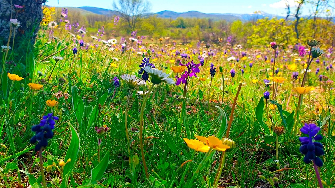 Healing Frequency Spring Therapy 🌷🌞 Begin Your Day with POSITIVE MORNING VIBRATIONS 🌳 Nature Sounds