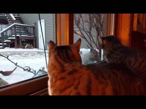 Cat Teased By Squirrel One Too Many Times
