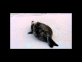 Weddell Seals - What's That Sound?