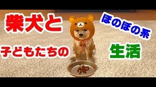 柴犬「ぷうちゃん」と一緒に遊んだよ