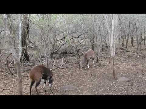 Eight bushbucks in our garden in Marloth Park, South Africa...