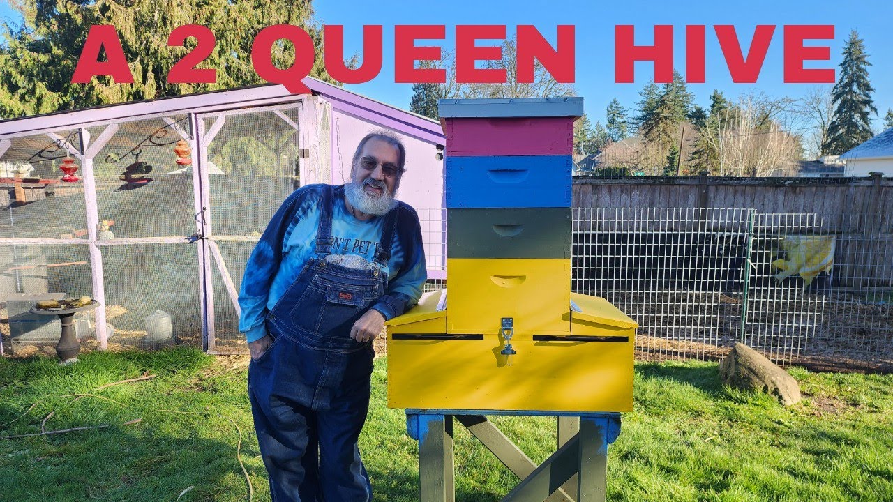 A 2 Queen Hive