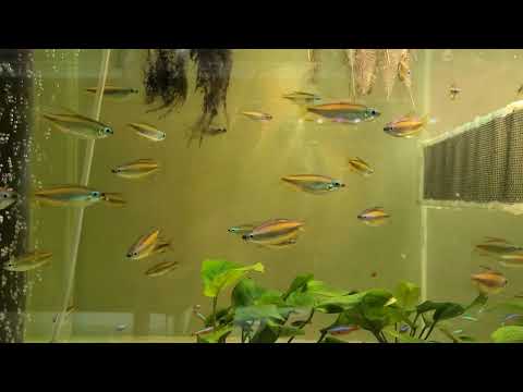 Phenacogrammus aurantiacus