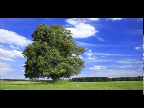 Zlatni dukati - zerdelija