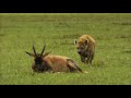 Topi Caught Napping By A Hyena Breaks Its Leg