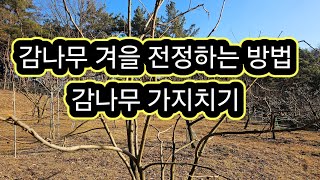 감나무 겨울 전정방법.#감나무 가지치기